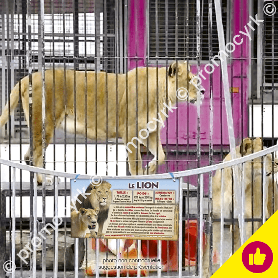autocollants pÃ©dagogique le lion pour un parc animalier