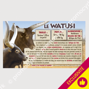 sticker pÃ©dagogique le watusi bonne qualitÃ© pour votre mÃ©nagerie