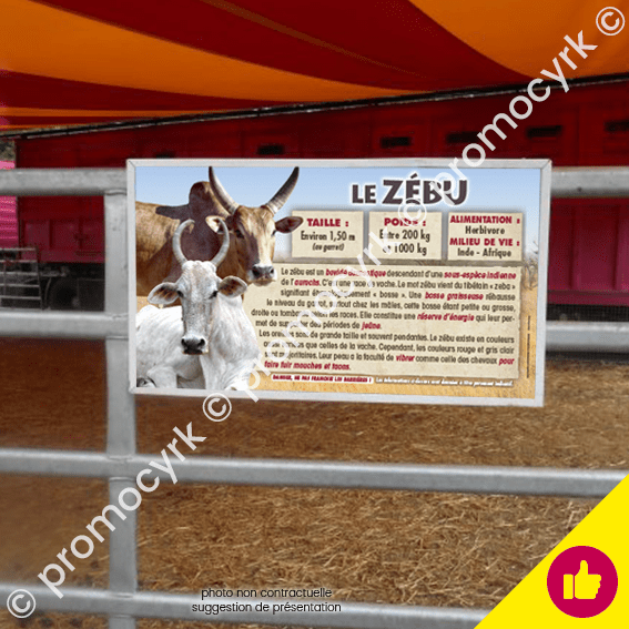 autocollant ou sticker pedagogique avec les caracteristiques du zebu